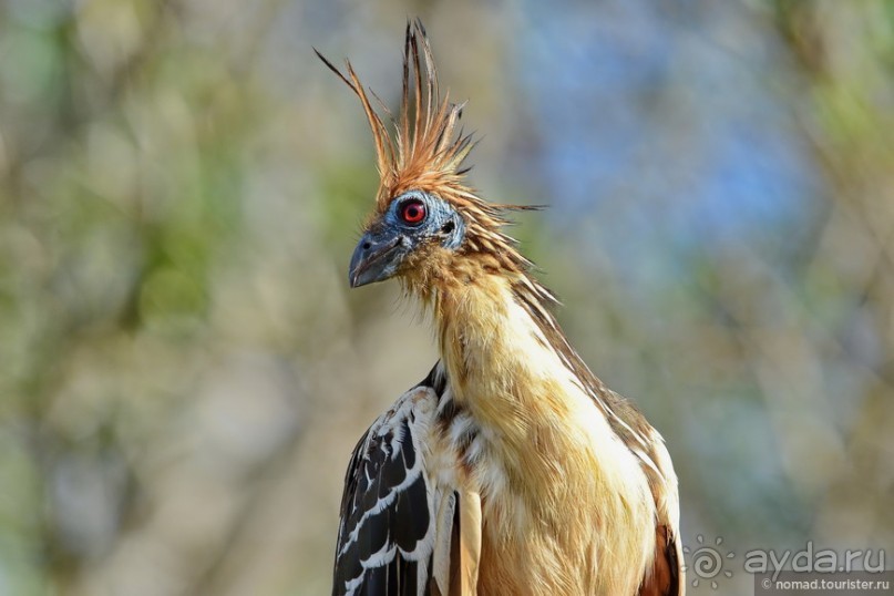 Bolivia te espera! Часть 8