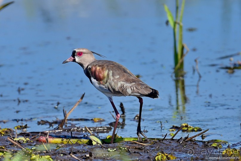 Bolivia te espera! Часть 8