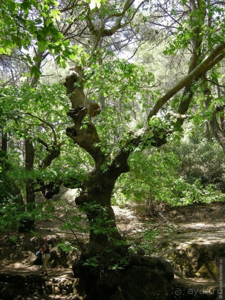 Мифос и Метакса древнего Родоса. Часть 4