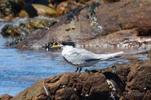 Птицы Южной Африки и Намибии. 2