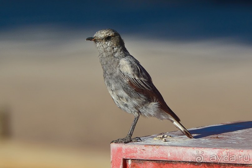 Птицы Южной Африки и Намибии. 2