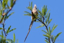 Птицы Южной Африки и Намибии. 2