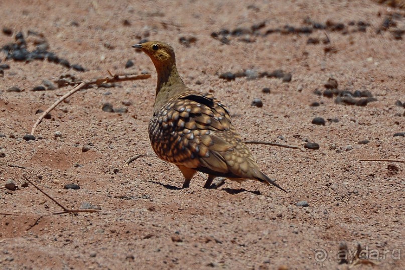 Птицы Южной Африки и Намибии. 2