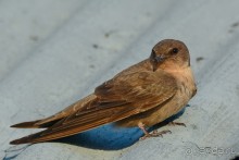 Птицы Южной Африки и Намибии. 2