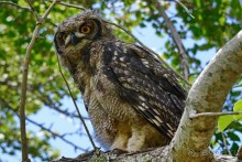 Птицы Южной Африки и Намибии. 2