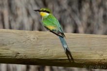 Птицы Южной Африки и Намибии. 2