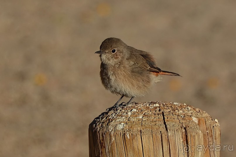 Птицы Южной Африки и Намибии. 2