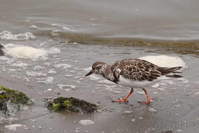 Птицы Южной Африки и Намибии. 2