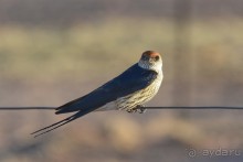 Птицы Южной Африки и Намибии. 2