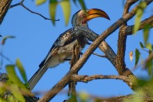 Птицы Южной Африки и Намибии. 2