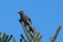 Птицы Южной Африки и Намибии. 2