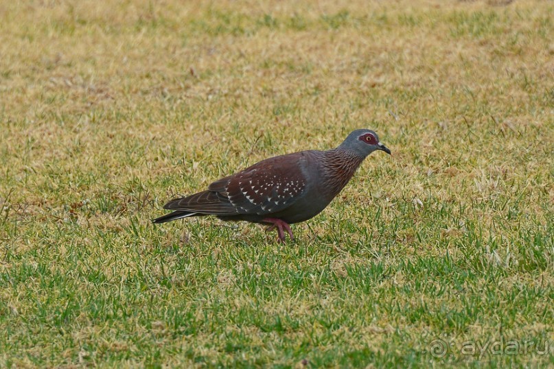 Птицы Южной Африки и Намибии. 2