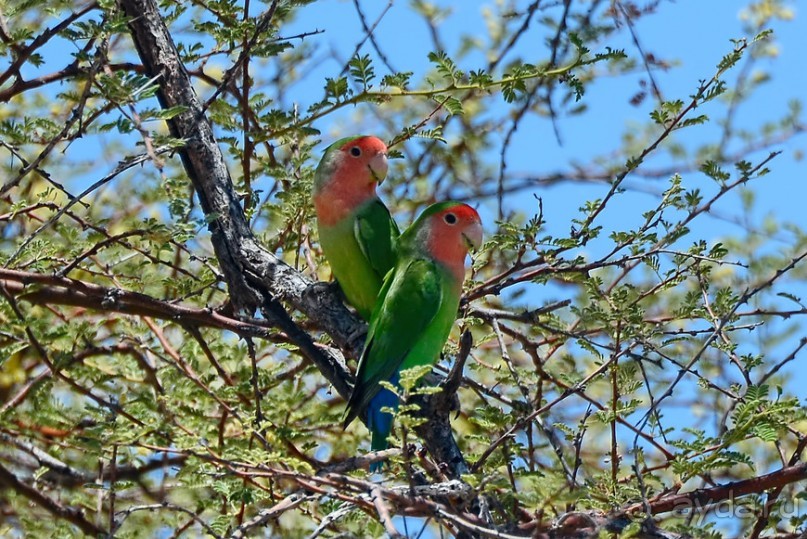 Птицы Южной Африки и Намибии. 2