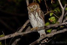 Птицы Южной Африки и Намибии. 2