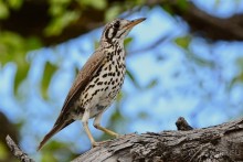 Птицы Южной Африки и Намибии. 2