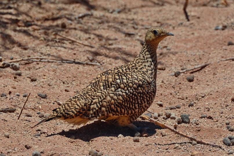 Птицы Южной Африки и Намибии. 2