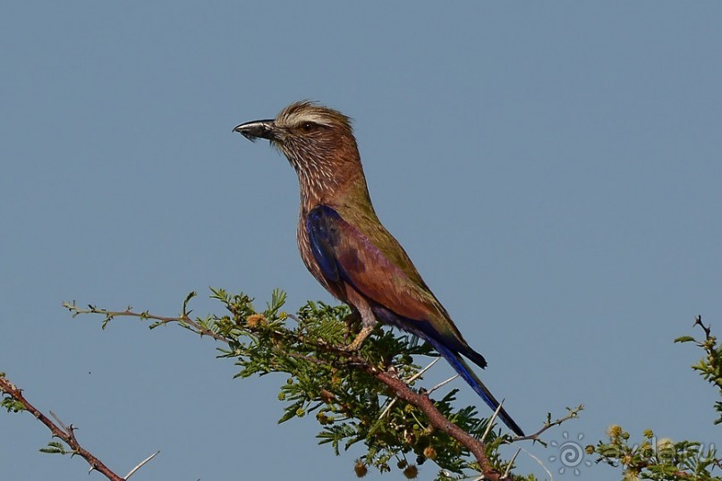 Птицы Южной Африки и Намибии. 2