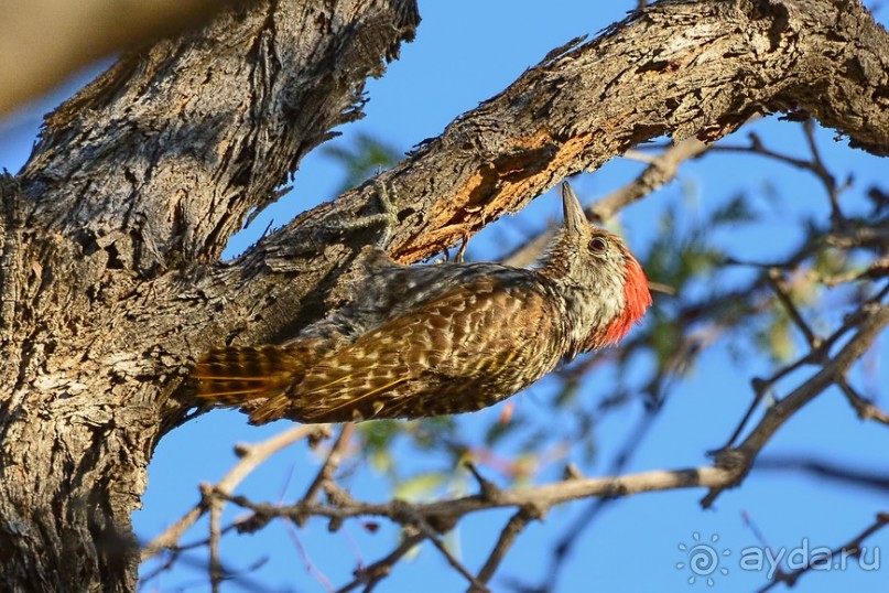 Птицы Южной Африки и Намибии. 2