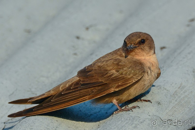 Птицы Южной Африки и Намибии. 2