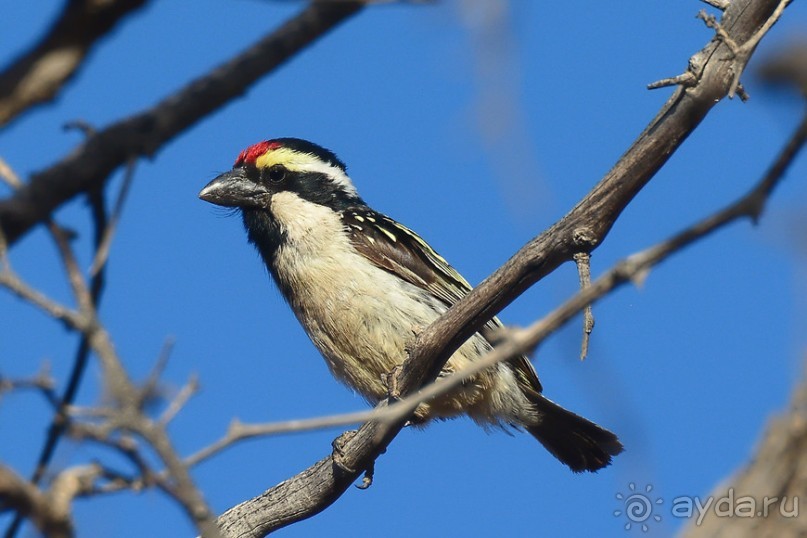 Птицы Южной Африки и Намибии. 2