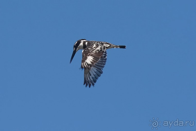 Птицы Южной Африки и Намибии. 2