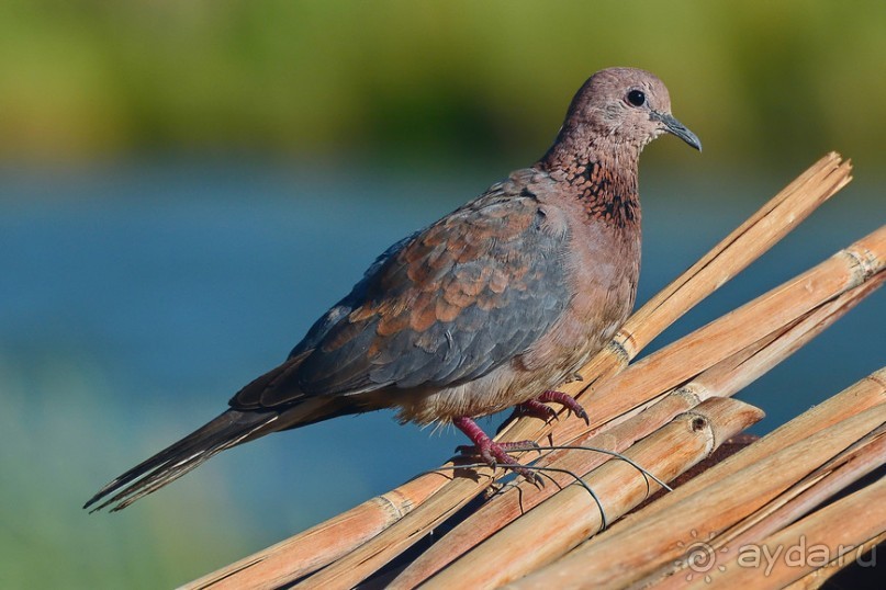 Птицы Южной Африки и Намибии. 2