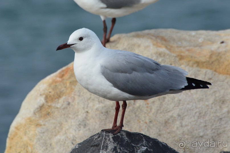 Птицы Южной Африки и Намибии. 2