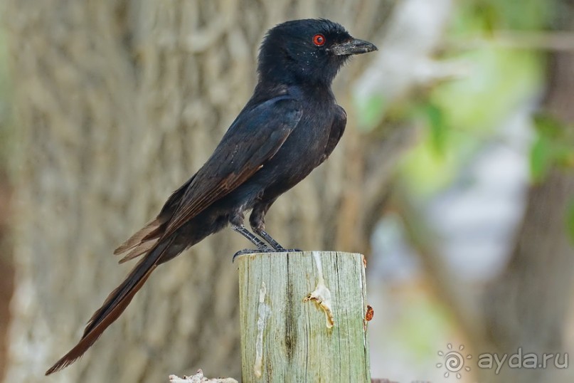 Птицы Южной Африки и Намибии. 2