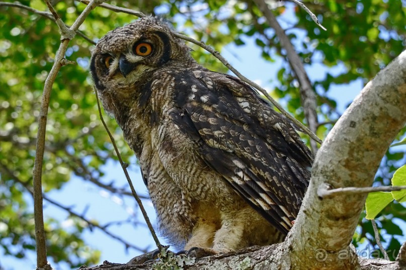 Птицы Южной Африки и Намибии. 2