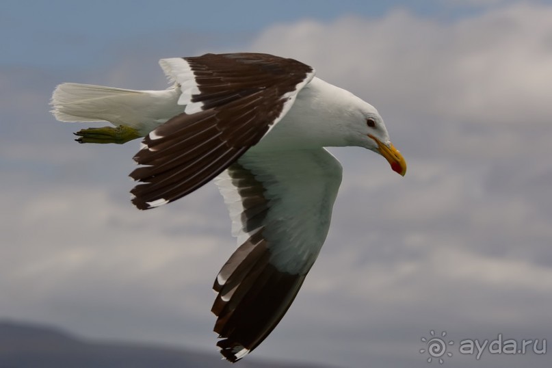 Птицы Южной Африки и Намибии. 2