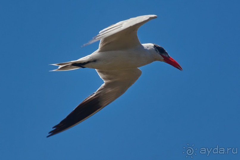 Птицы Южной Африки и Намибии. 2