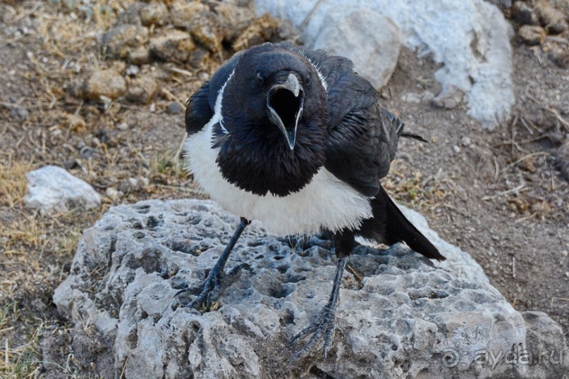 Птицы Южной Африки и Намибии. 2