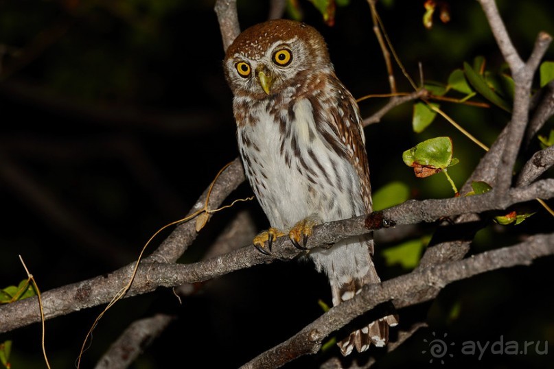 Птицы Южной Африки и Намибии. 2