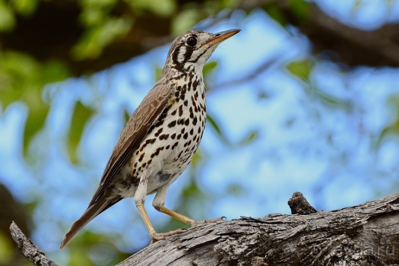 Птицы Южной Африки и Намибии. 2