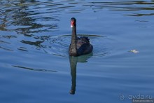 Между Псоу и Ингур. Часть 4