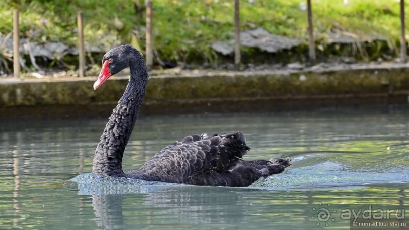 Между Псоу и Ингур. Часть 4