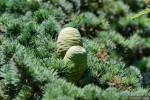 Прогулки по Стамбулу. Холм Чамлыджа