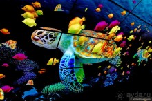 Китайский триптих