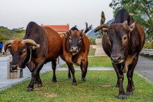 Китайский триптих