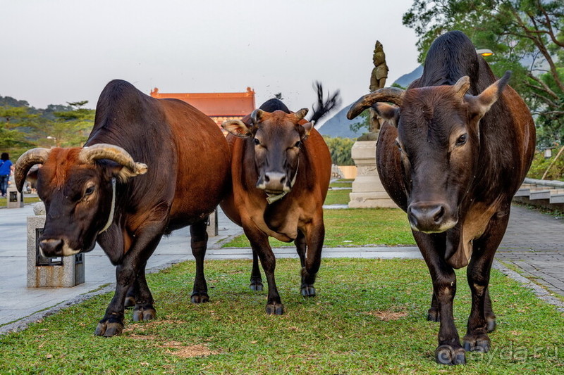 Китайский триптих