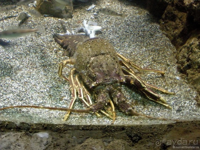 Мифос и Метакса древнего Родоса. Часть 2