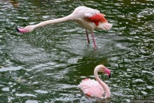 Мой дорогой Гонконг...