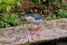 Мой дорогой Гонконг...