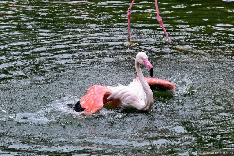 Мой дорогой Гонконг...