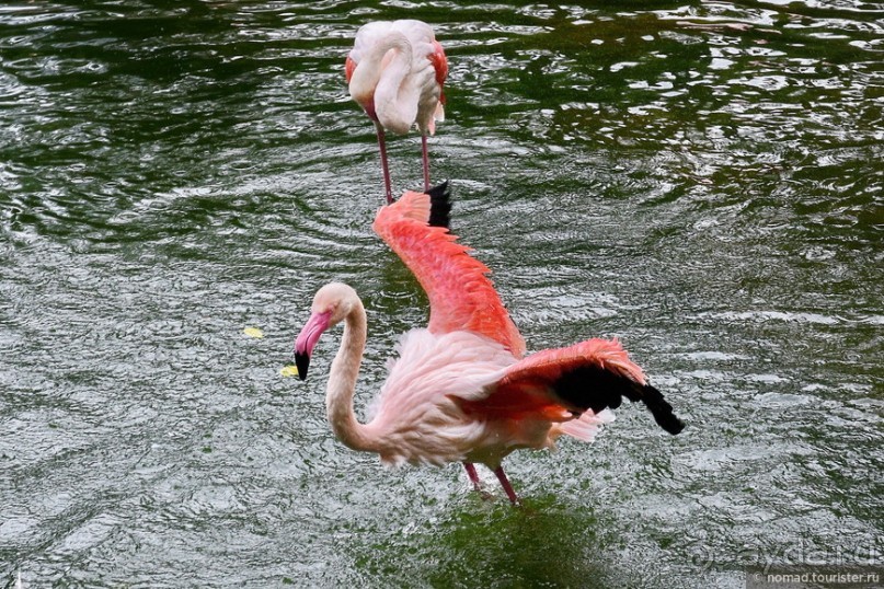 Мой дорогой Гонконг...