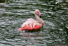 Мой дорогой Гонконг...