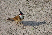 Мой дорогой Гонконг...