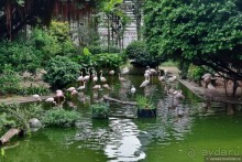 Мой дорогой Гонконг...