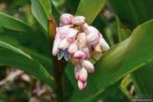 Мой дорогой Гонконг...