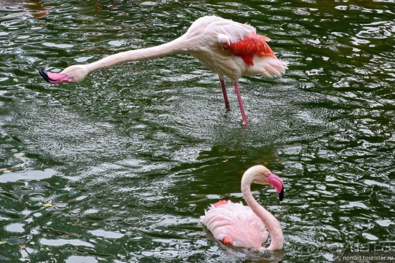 Альбом отзыва "Мой дорогой Гонконг..."